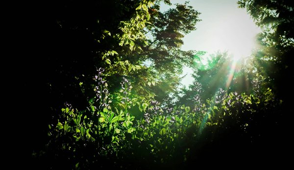 What's the Role of Citizen Science in Monitoring UK Air Quality?